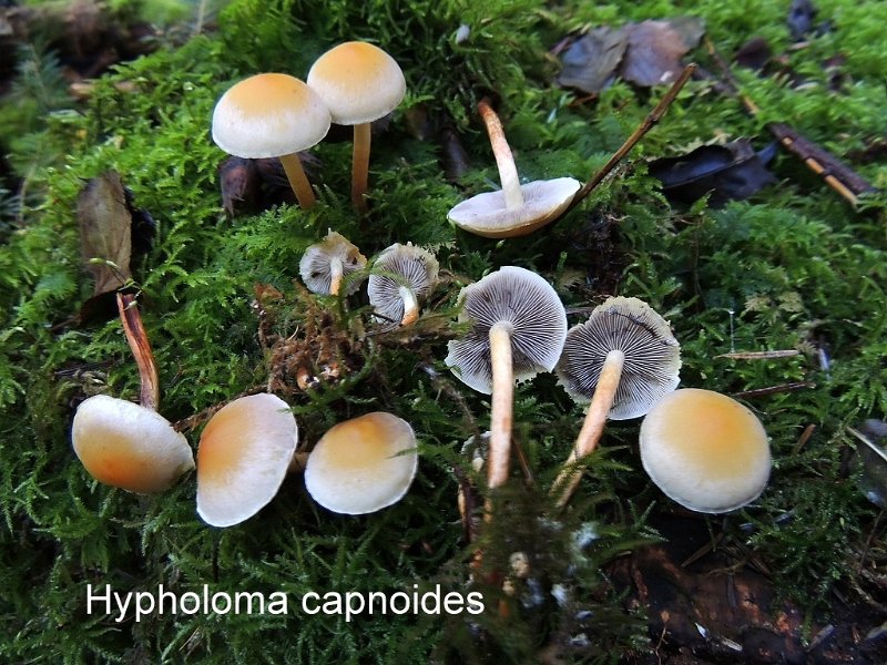 Hypholoma capnoides-amf980.jpg - Hypholoma capnoides ; Syn1: Geophila capnoides ; Syn2: Nematoloma capnoides ; Nom français: Hypholome doux